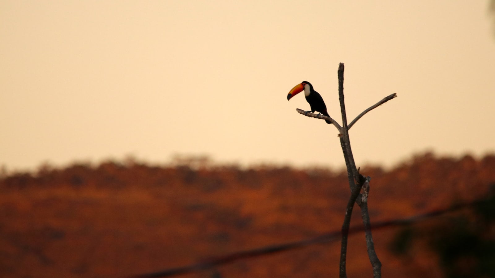 Android Projector Color Accuracy What to Look for and How to Calibrate